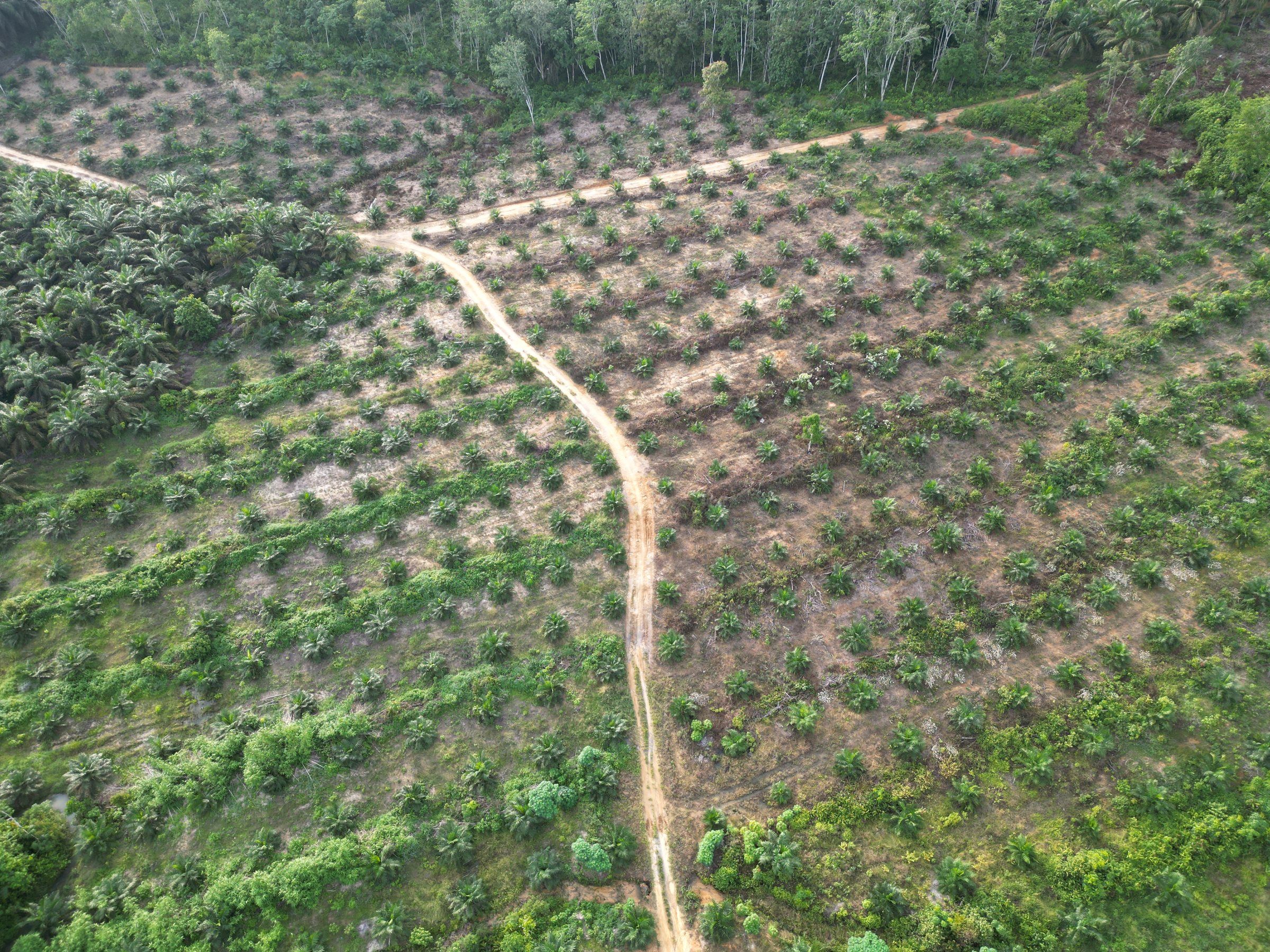 Foto udara kebun sawit dan jalan kebun di Jambi