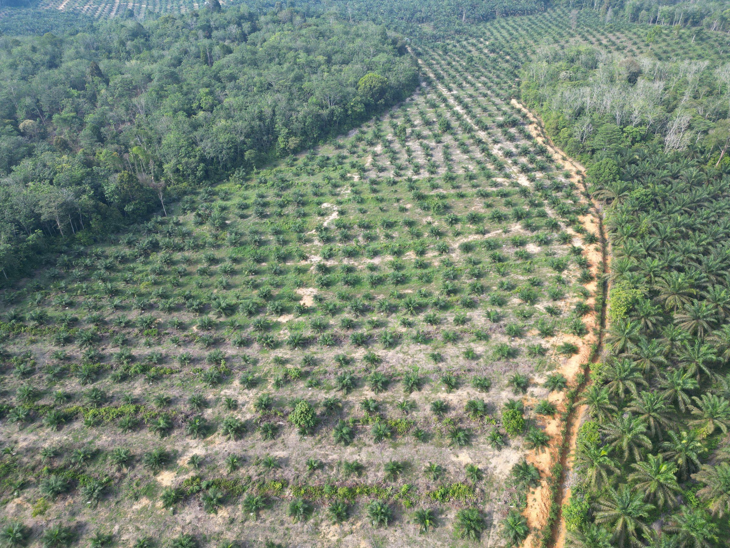 Foto udara kebun sawit muda di Jambi