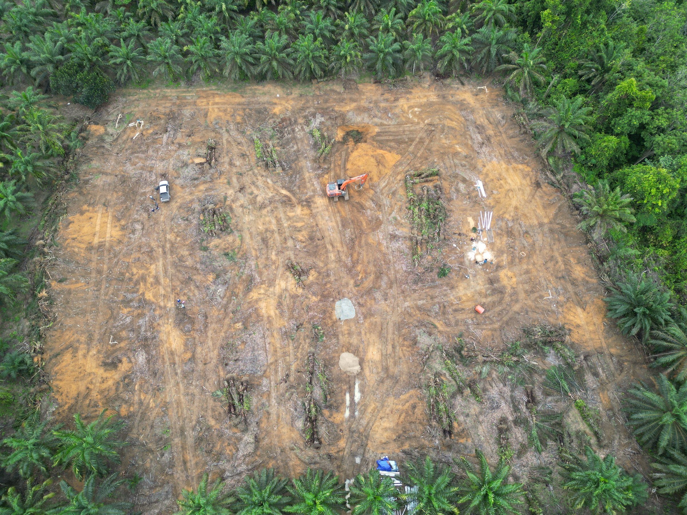 Blok replanting di tengah kebun sawit setelah pohon tua ditumbang dan dibersihkan